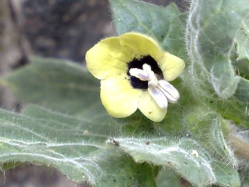 Selle mura di un antico castello - Hyoscyamus albus